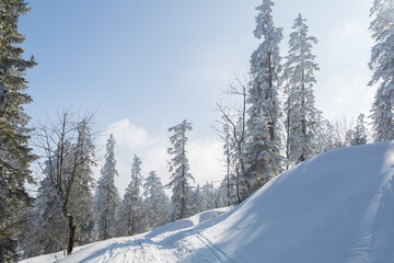 Sapins enneigés à Autrans