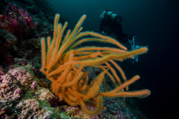 coral reef in the sea