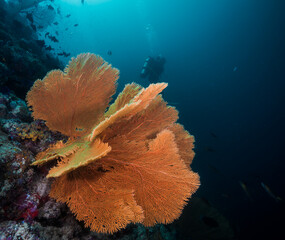 Fototapeta na wymiar coral reef with huge sea fan in the sea