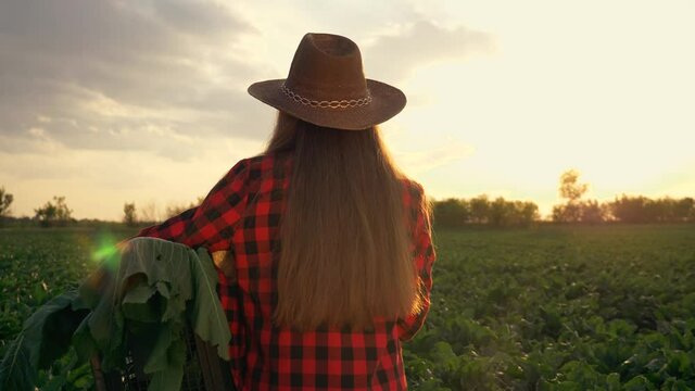 Agriculture. Farmer girl in green field with box of vegetables. Silhouette of farmer girl. Agriculture concept. Farmer with a box of vegetables. Agriculture business. Silhouette of a girl in the field