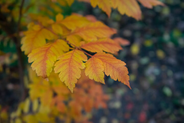 Colorful yellow orange decorative leaf in autumn