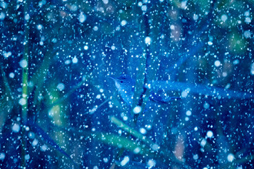 Winter season and animals. Falling snow. Blue nature background.