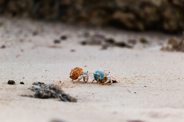 Two Hermit crabs put on their shells and walk across the beach sand.