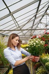 Smiling happy florist in her nursery standing holding potted chrysanthemums in her hands as she tends to the gardenplants in the greenhouse