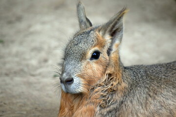 Portrait of Exotic Hare Dolichotis Patagonum Head Close Up