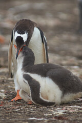 Gentoo Penguin (Pygoscelis papua) regurgitating food to feed its chick on Bleaker Island in the Falkland Islands