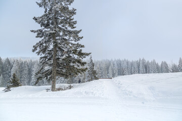 Sapins enneigés à Autrans