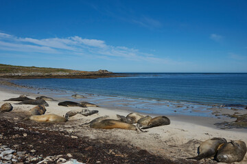 Fototapeta na wymiar Southern Elephant Seals (Mirounga leonina) on the coast of Carcass Island in the Falkland Islands.