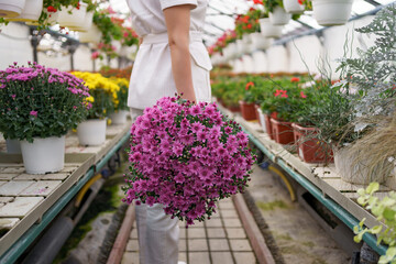 Florist in her nursery carrying a pot with chrysanthemums in her hands while walking through the greenhouse