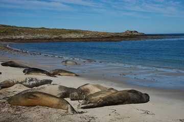Fototapeta premium Southern Elephant Seals (Mirounga leonina) on the coast of Carcass Island in the Falkland Islands.