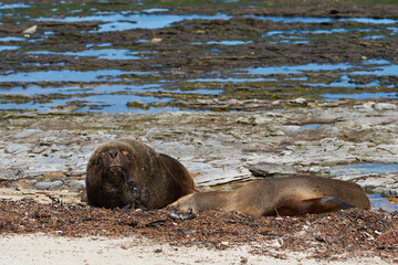 Pair of Southern Sea Lion (Otaria flavescens) on the coast of Carcass Island in the Falkland...