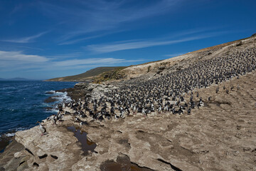Large breeding colony of Imperial Shag (Phalacrocorax atriceps albiventer) on the coast of Carcass...