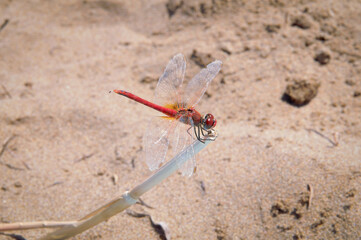 Líbelulas en las playas del delta del Ebro