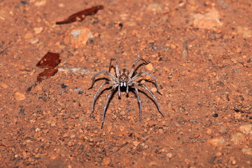 Spider during the night in Australia