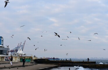 Hungry seagulls fly over the pier.