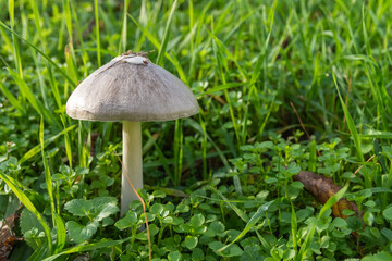 a meadow mushroom in autumn