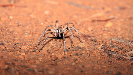 Spider during the night in Australia