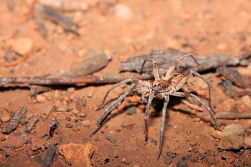 Spider during the night in Australia