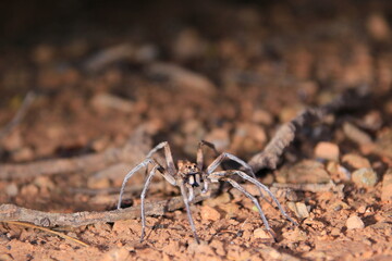 Spider during the night in Australia