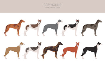 English greyhound dogs different coat colors. Greyhounds characters set