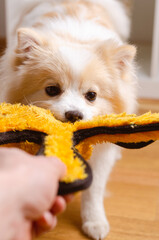 Tug of war with dog of pomeranian breed. Spitz klein in home concept.