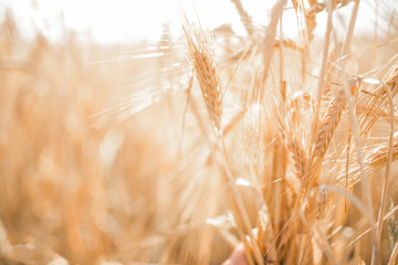 Wheat field. Light golden wheat background. Grain close-up of golden wheat. Beautiful natural...