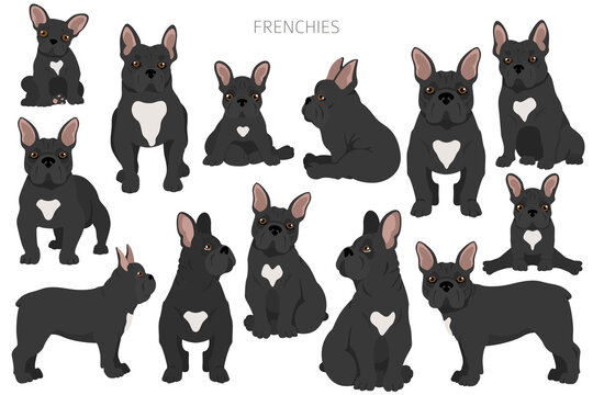 French bulldogs in different poses. Adult and puppy set