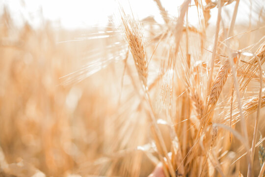 Wheat field. Light golden wheat background. Grain close-up of golden wheat. Beautiful natural landscape of nature. Rural landscape under bright sunlight. Wheat field maturation background. 