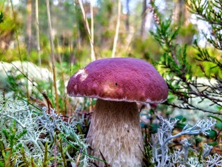 Summer landscapes with sunsets in nature, mushroom picking and car travel.