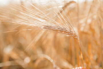 Wheat field. Light golden wheat background. Grain close-up of golden wheat. Beautiful natural...