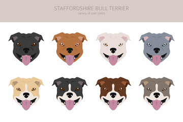Pit bull type dogs. Staffordshire bull terrier. Different variaties of coat color bully dogs set