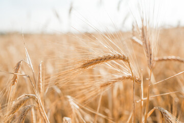 Fototapeta premium Wheat field. Ears of golden wheat close-up. Beautiful nature landscape of nature. Rural scenery under the shining sunlight. Background ripening wheat field. The concept of a rich harvest