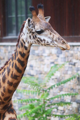 Giraffe 2