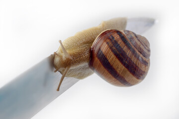 A striped snail crawling along a knife blade on a white background. Selective focus. The concept of movement is life.