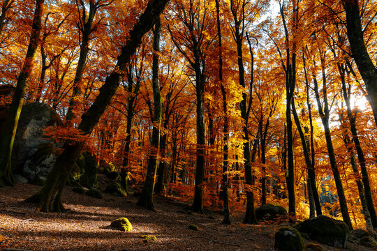 panorama di bosco in autunno