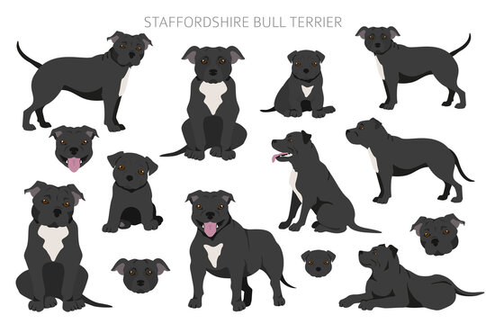 Staffordshire bull terrier in different poses. Staffy characters set