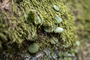 moss on the rocks
