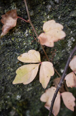 autumn leaves on the ground