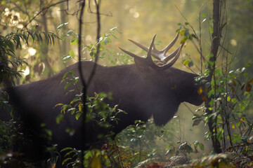 młody samiec łosia w naturalnym otoczeniu © Piotr Szpakowski