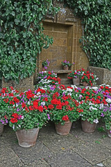 Colourful display of Geraniums Pelargoniums in containers