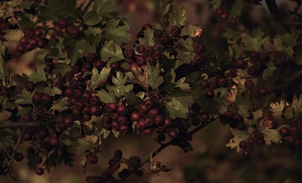 Fototapeta Głóg ciemne tło vintage hawthorn