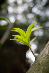 Fototapeta na wymiar green leaves on a tree