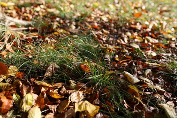 Herbst Boden mit Blättern