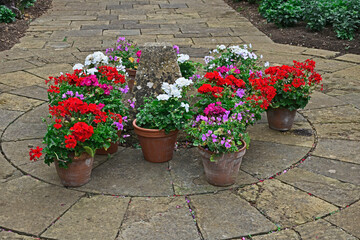 Colourful display of Geraniums Pelargoniums in containers