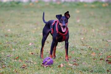 Terrier manchester © Aruru