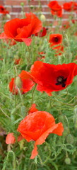 Feurig roter Mohn auf grüner Wiese