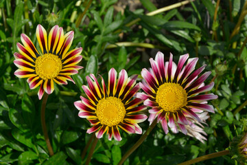 Close up of a garden flower border with colourful Purple and White Gazania