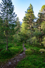 Footpath in a forest near the Fossestien