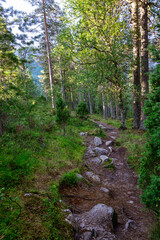 Footpath in a forest near the Fossestien