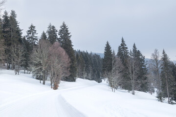 Fototapeta premium Sapins enneigés à Autrans